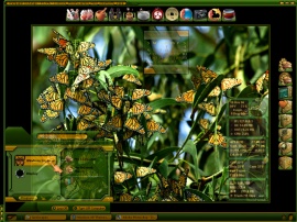 Monarch Butterfly DeskTop Screenshot