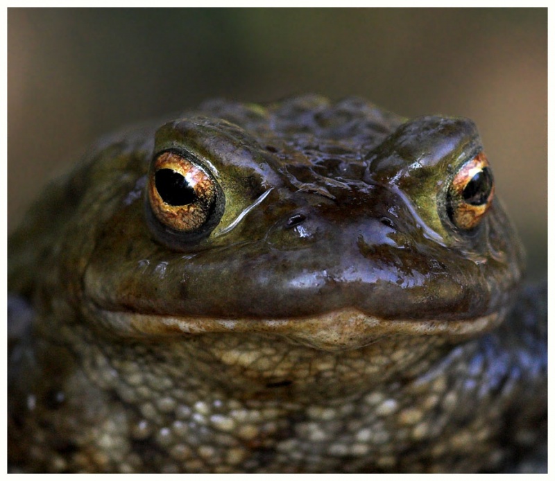 Toad close up Animals