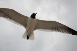 seagull pic