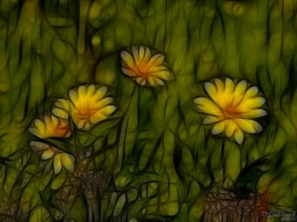 Stained Daisies