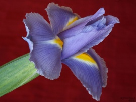 Iris Side