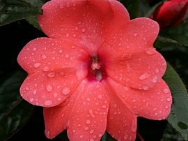 Wet Begonia