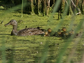 Mom and Babies