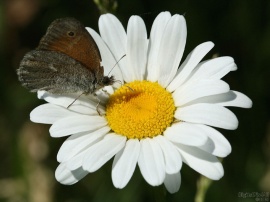 Daisy Butterfly