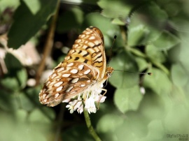 Wyoming Butterfly