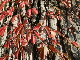 Leaves and Bark