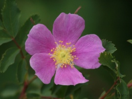 Pink Wildflower