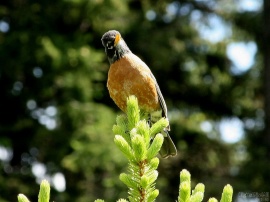 Unhappy Robin