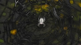 Spiders Lair