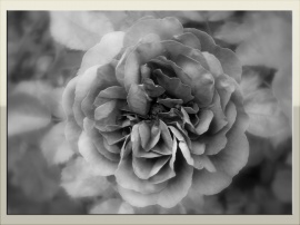 Gray rose