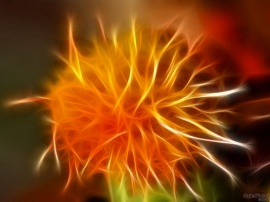 Flame Flower