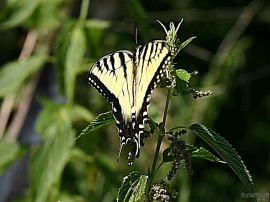 Swallowtail