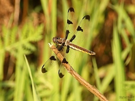 Spotted Wings