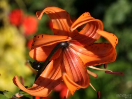 Orange Back