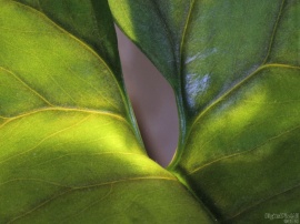 Close Leaf