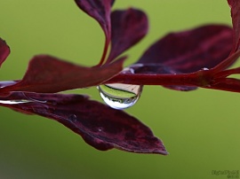 Raindrop