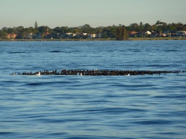 Birds on the river,Swan River Perth