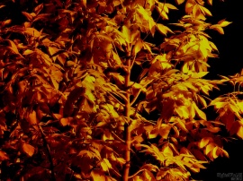 Fall Night Tree