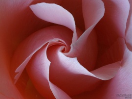 Whirl Rose
