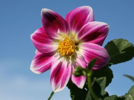 Sky Dahlia