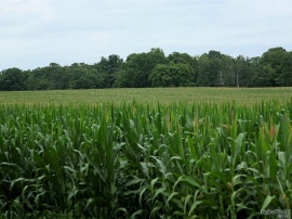Corny View