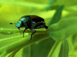 Beetle III
