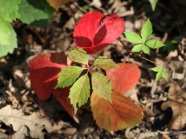 08-12-09 Leaves