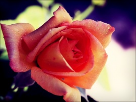 Rose bloom_2