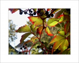Autumn vine