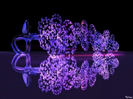 Purple reflection
