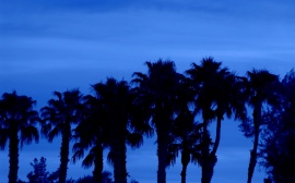 Blue Palm Skies