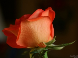 Rose Veins