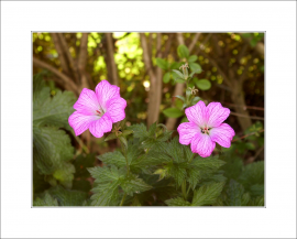 Geranium endressii - Wargrave Pink