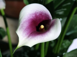 Calla