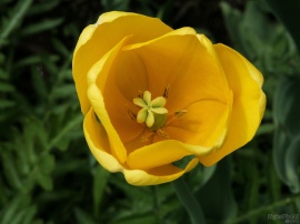 Yellow Tulip