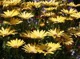 Daisy Bunch