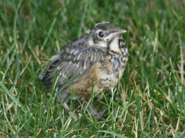 Baby Robin