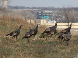 Freeway Turkeys