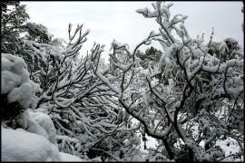 Snow 09