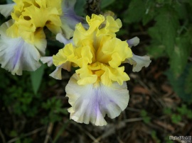 Frilly Iris