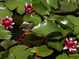 Lily Fish