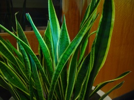 Green Plant at work