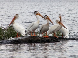 Rainy Pelicans