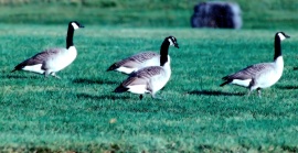 Group of Geese