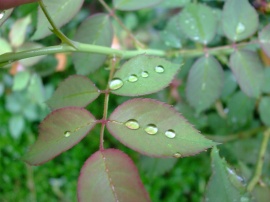 Drops Stay on Leaf