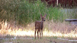 The Fawn
