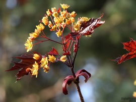 Spring Buds