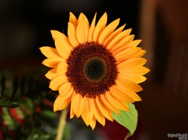 SunnyFlower