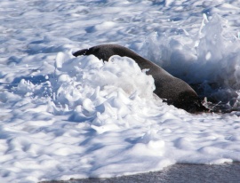 Seal ´n Surf