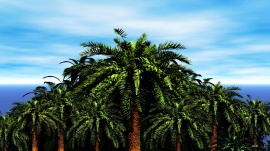 Palm Island Logon